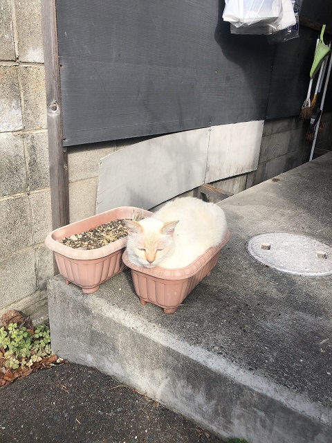 現場猫